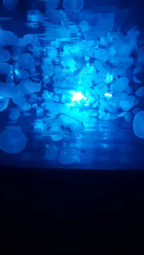 すみだ水族館に投稿された画像（2020/10/6）