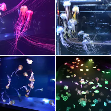 すみだ水族館に投稿された画像（2020/10/6）