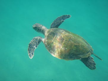 屋久島ガイドクラブに投稿された画像（2020/10/4）