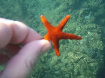 屋久島ガイドクラブに投稿された画像（2020/10/4）