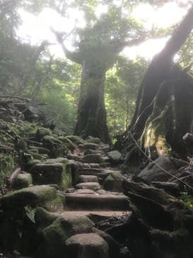 屋久島ガイドクラブに投稿された画像（2020/10/4）