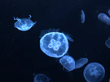すみだ水族館に投稿された画像（2020/10/6）