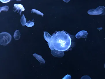 すみだ水族館に投稿された画像（2020/10/6）