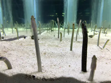 すみだ水族館に投稿された画像（2020/10/6）