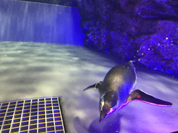 すみだ水族館に投稿された画像（2020/10/6）