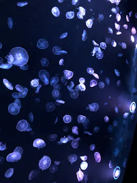 すみだ水族館に投稿された画像（2020/10/6）