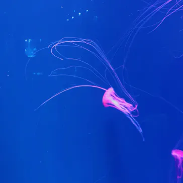 すみだ水族館に投稿された画像（2020/10/6）