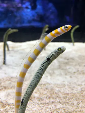 すみだ水族館に投稿された画像（2020/10/6）