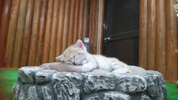 神戸どうぶつ王国に投稿された画像（2020/10/6）