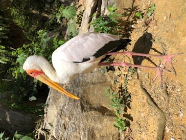 ネオパークオキナワに投稿された画像（2020/10/6）