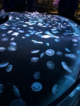 すみだ水族館に投稿された画像（2020/10/6）