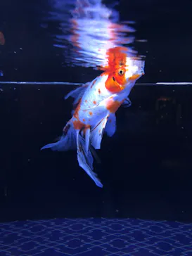 すみだ水族館に投稿された画像（2020/10/6）