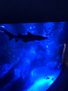 すみだ水族館に投稿された画像（2020/10/6）