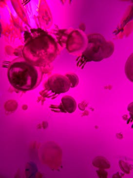 サンシャイン水族館に投稿された画像（2020/10/6）