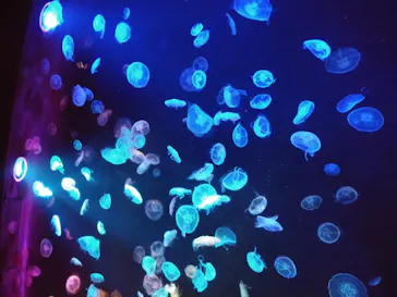 すみだ水族館に投稿された画像（2020/10/6）