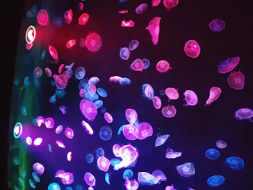 すみだ水族館に投稿された画像（2020/10/6）