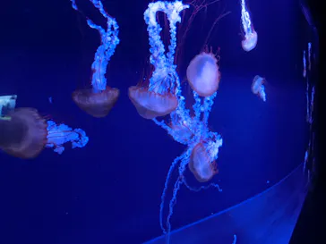 すみだ水族館に投稿された画像（2020/10/6）