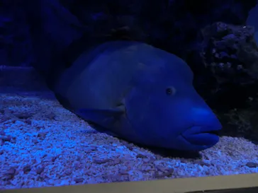 すみだ水族館に投稿された画像（2020/10/6）
