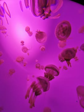 サンシャイン水族館に投稿された画像（2020/10/6）