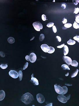 サンシャイン水族館に投稿された画像（2020/10/7）