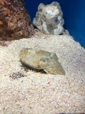 サンシャイン水族館に投稿された画像（2020/10/7）