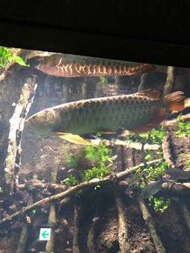 サンシャイン水族館に投稿された画像（2020/10/7）