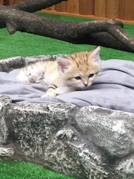 神戸どうぶつ王国に投稿された画像（2020/10/7）