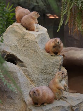 神戸どうぶつ王国に投稿された画像（2020/10/7）