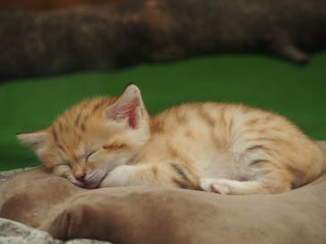 神戸どうぶつ王国に投稿された画像（2020/10/7）