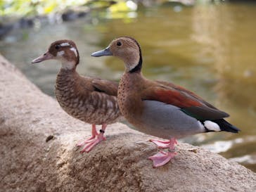 神戸どうぶつ王国に投稿された画像（2020/10/7）