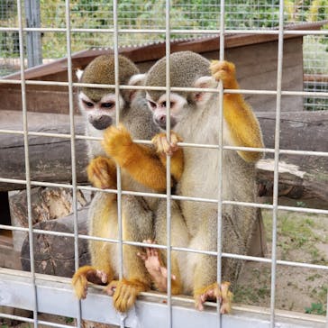 しろとり動物園に投稿された画像（2020/10/7）