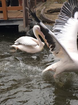 神戸どうぶつ王国に投稿された画像（2020/10/8）