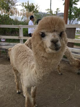 神戸どうぶつ王国に投稿された画像（2020/10/8）