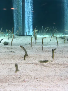 すみだ水族館に投稿された画像（2020/10/8）