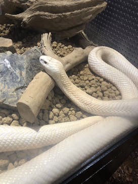 体感型動物園iZooに投稿された画像（2020/10/8）