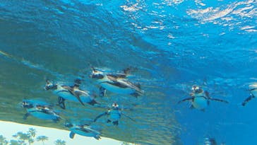 サンシャイン水族館に投稿された画像（2020/10/8）