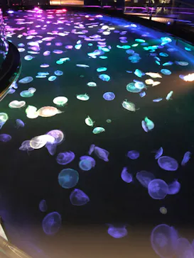 すみだ水族館に投稿された画像（2020/10/8）