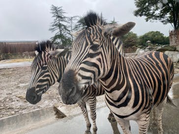 群馬サファリパークに投稿された画像（2020/10/8）