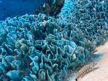 サンシャイン水族館に投稿された画像（2020/10/8）