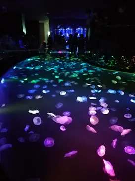 すみだ水族館に投稿された画像（2020/10/8）