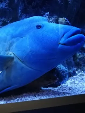 すみだ水族館に投稿された画像（2020/10/8）