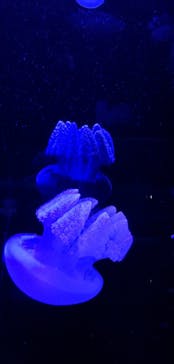 サンシャイン水族館に投稿された画像（2020/10/8）