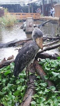 神戸どうぶつ王国に投稿された画像（2020/10/9）