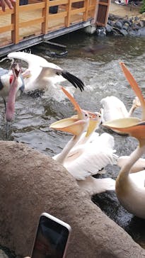 神戸どうぶつ王国に投稿された画像（2020/10/9）