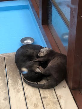 ゼロ距離水族館 伊勢シーパラダイスに投稿された画像（2020/10/9）