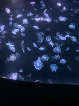 すみだ水族館に投稿された画像（2020/10/9）