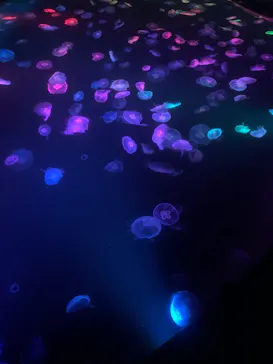 すみだ水族館に投稿された画像（2020/10/9）