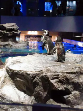 すみだ水族館に投稿された画像（2020/10/9）