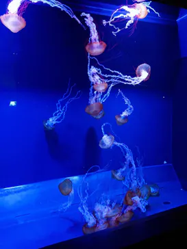 すみだ水族館に投稿された画像（2020/10/9）