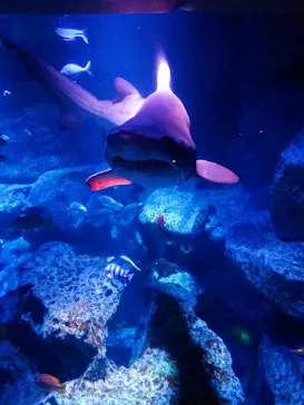 すみだ水族館に投稿された画像（2020/10/9）